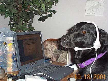 Black lab wearing a phone headset, looking at an old laptop